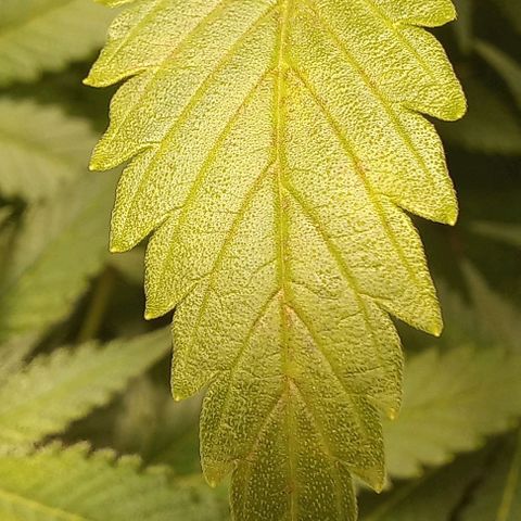 Trainwreck growlog photo: Looks like rust spots. Treated with Calmag. 