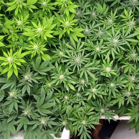 Trainwreck growlog photo: Ladies looking great. 