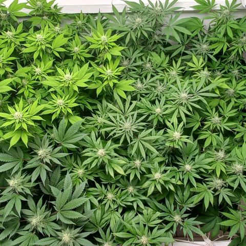 Trainwreck growlog photo: Ladies looking great. 