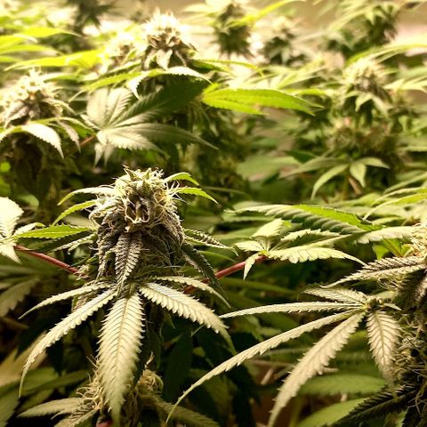 Trainwreck growlog photo: Week 5 looking 👌 