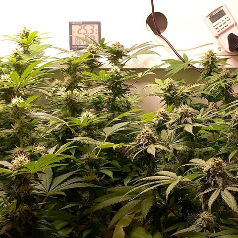 Trainwreck growlog photo: Week 5 looking 👌 