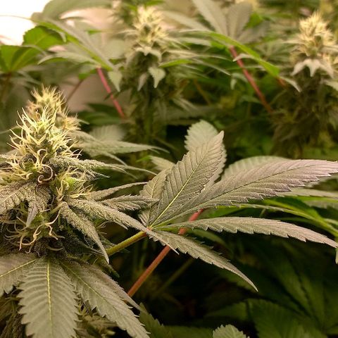 Trainwreck growlog photo: Week 5 looking 👌 