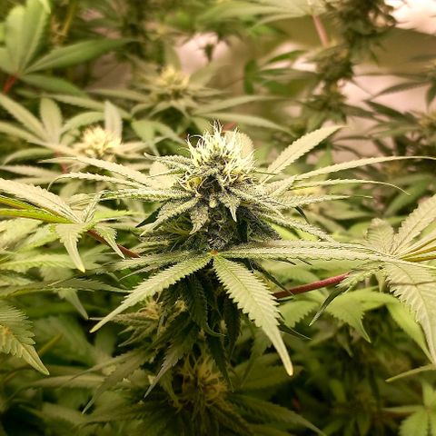 Trainwreck growlog photo: Week 5 looking 👌 