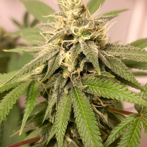 Trainwreck growlog timeline photo
