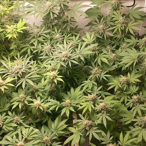 Trainwreck growlog timeline photo