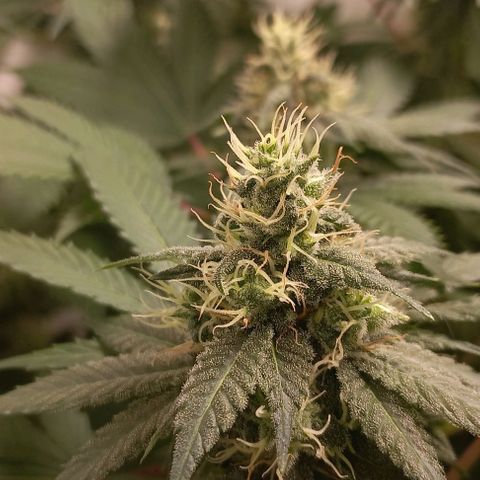 Trainwreck growlog timeline photo