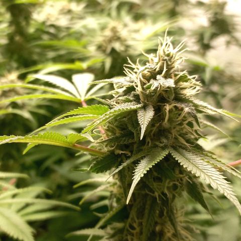 Trainwreck growlog timeline photo