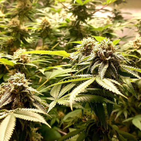 Trainwreck growlog timeline photo