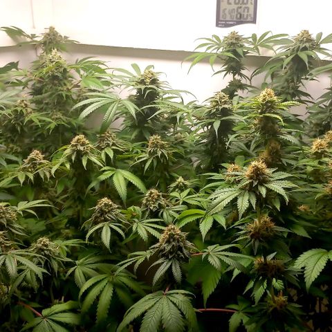 Trainwreck growlog timeline photo