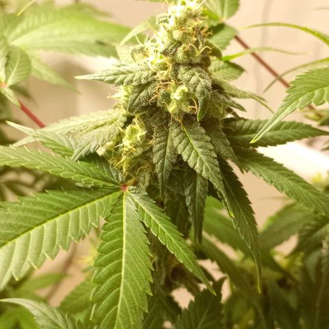 Trainwreck growlog timeline photo