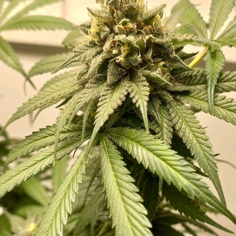 Trainwreck growlog timeline photo