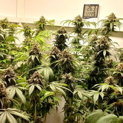 Trainwreck growlog photo: Week 6... 7