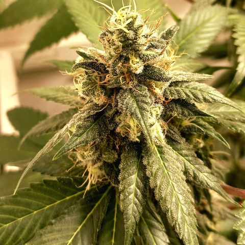 Trainwreck growlog photo: Week 6... 7