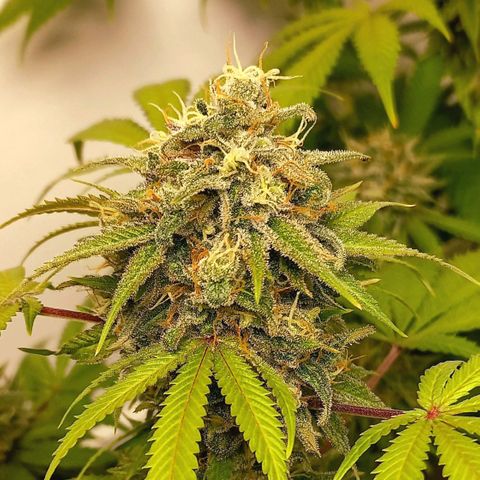 Trainwreck growlog photo: Week 6... 7