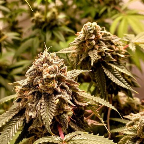 Trainwreck growlog photo: Week 6... 7