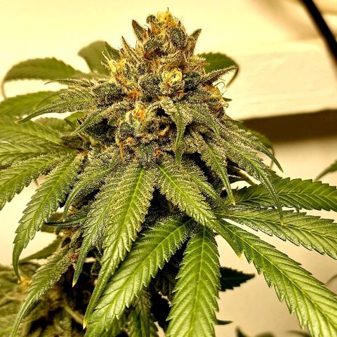 Trainwreck growlog photo: Week 6... 7