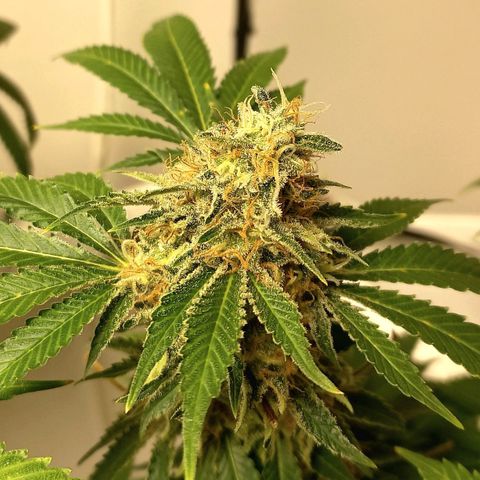 Trainwreck growlog photo: Week 6... 7