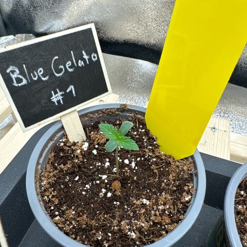 Blue gelato 41 🫐🍬🌲#1 growlog timeline photo