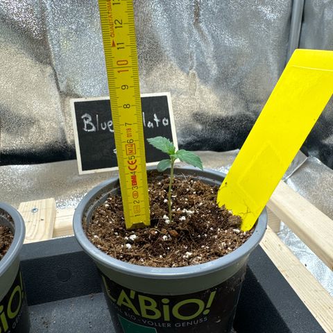 Blue gelato 41 🫐🍬🌲#1 growlog timeline photo