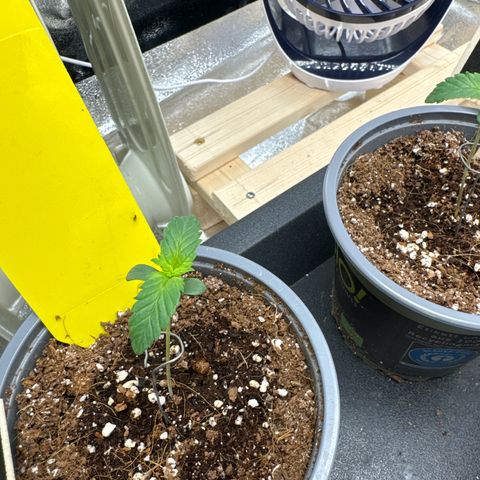 Blue gelato 41 🫐🍬🌲#1 growlog timeline photo