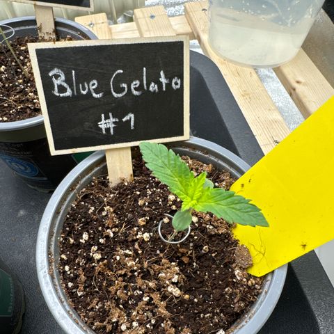 Blue gelato 41 🫐🍬🌲#1 growlog timeline photo