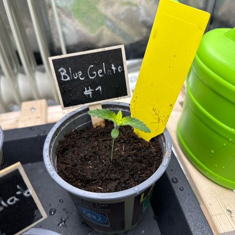 Blue gelato 41 🫐🍬🌲#1 growlog timeline photo