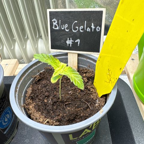 Blue gelato 41 🫐🍬🌲#1 growlog timeline photo