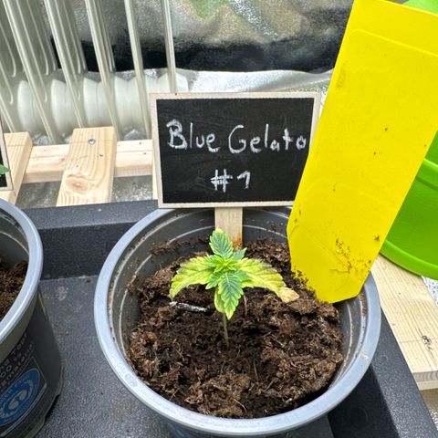Blue gelato 41 🫐🍬🌲#1 growlog timeline photo