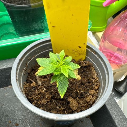 Blue gelato 41 🫐🍬🌲#1 growlog timeline photo