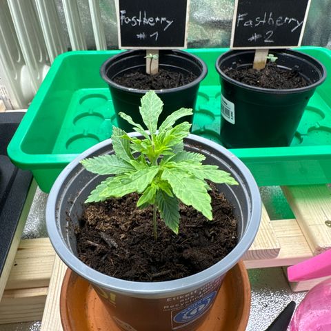 Blue gelato 41 🫐🍬🌲#1 growlog timeline photo