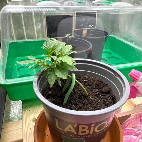 Blue gelato 41 🫐🍬🌲#1 growlog timeline photo