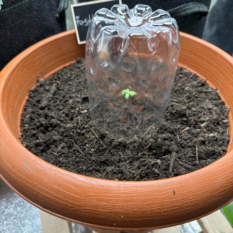 Fastberry Auto #1 growlog timeline photo