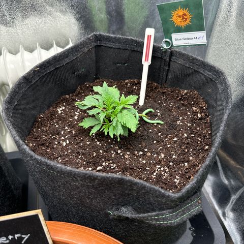 Blue gelato 41 🫐🍬🌲#1 growlog timeline photo