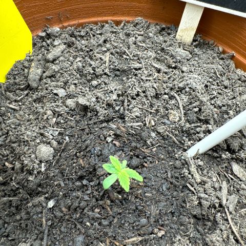 Fastberry Auto #1 growlog timeline photo