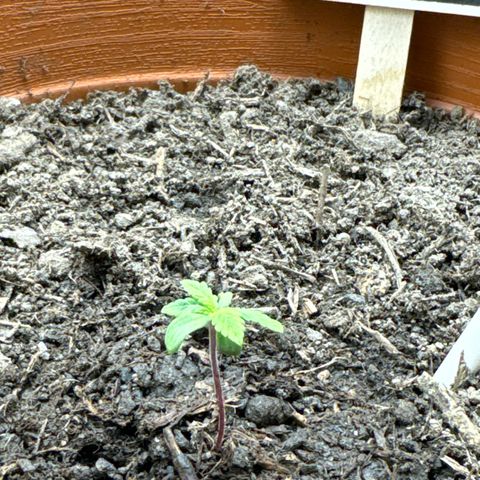 Fastberry Auto #1 growlog timeline photo
