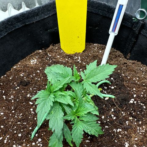 Blue gelato 41 🫐🍬🌲#1 growlog timeline photo