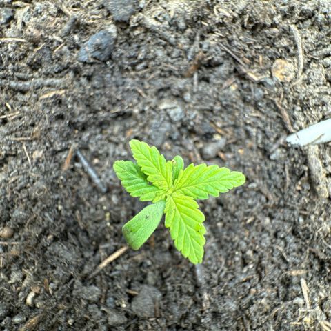 Fastberry Auto #1 growlog timeline photo