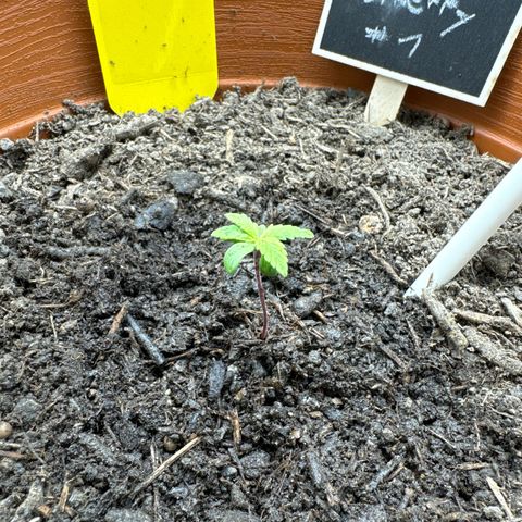 Fastberry Auto #1 growlog timeline photo