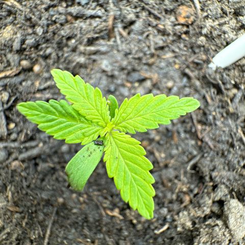 Fastberry Auto #1 growlog timeline photo
