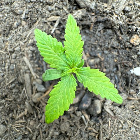 Fastberry Auto #1 growlog timeline photo