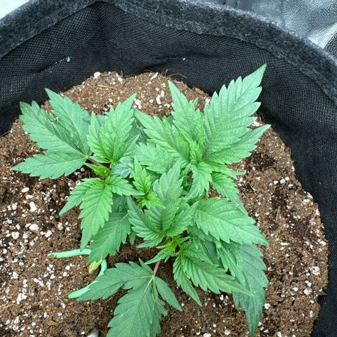 Blue gelato 41 🫐🍬🌲#1 growlog timeline photo