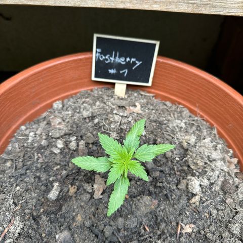 Fastberry Auto #1 growlog timeline photo
