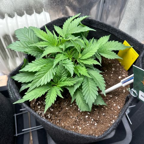 Blue gelato 41 🫐🍬🌲#1 growlog timeline photo