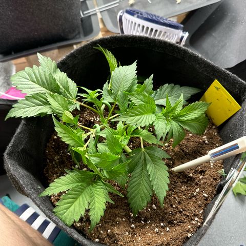 Blue gelato 41 🫐🍬🌲#1 growlog timeline photo