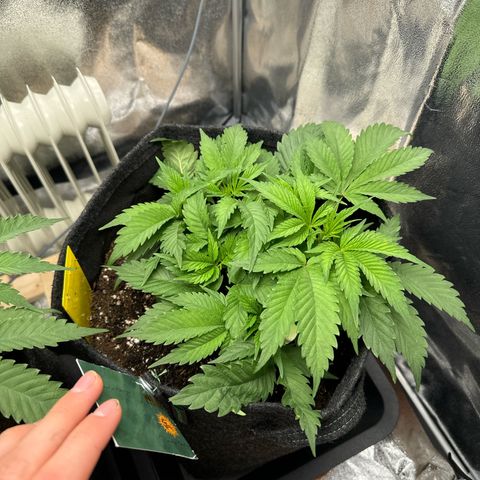 Blue gelato 41 🫐🍬🌲#1 growlog timeline photo