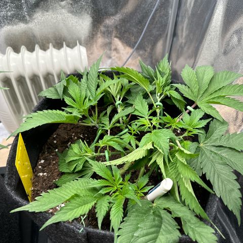 Blue gelato 41 🫐🍬🌲#1 growlog timeline photo