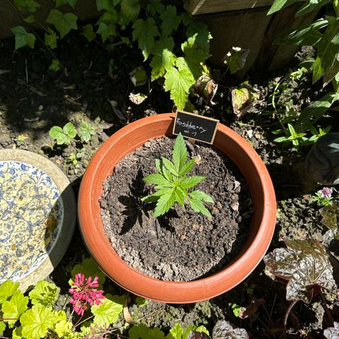 Fastberry Auto #1 growlog timeline photo