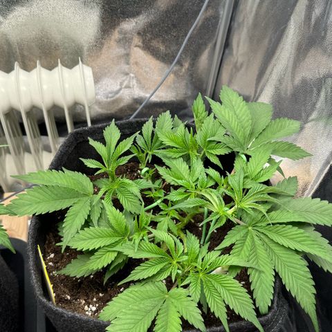 Blue gelato 41 🫐🍬🌲#1 growlog timeline photo