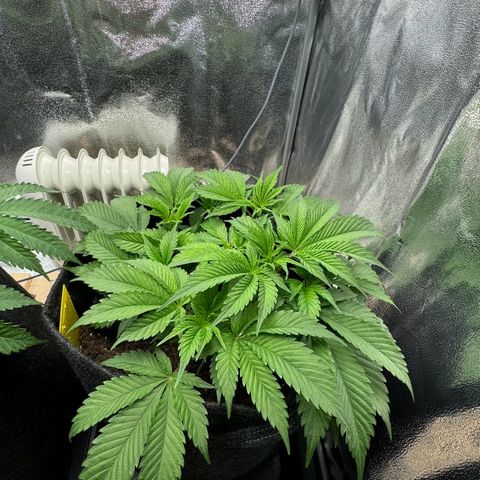 Blue gelato 41 🫐🍬🌲#1 growlog timeline photo
