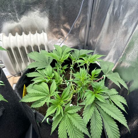 Blue gelato 41 🫐🍬🌲#1 growlog timeline photo